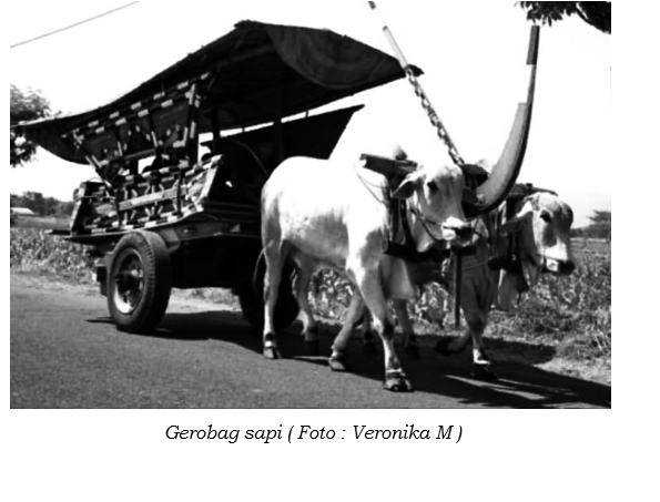 GENTAN – SINDUHARJO : Dari Klunthungan Sapi Menuju Gentan