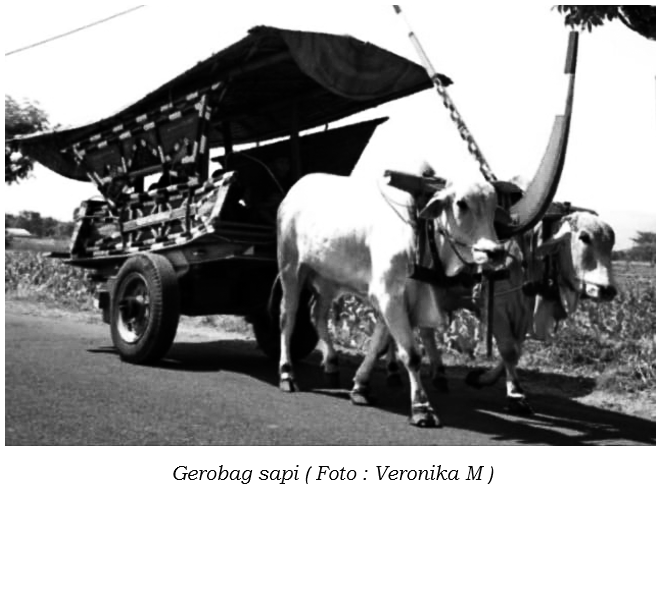 Gerobag Sapi : Transportasi Masa Lalu